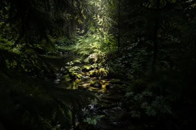 Sunlit Stream in Evergreen Forest