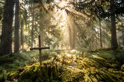 Golden Sunlight Over Forest Cross