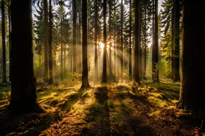 Golden Sunbeams in Evergreen Pine Forest