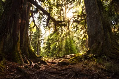 Sunlit Evergreen Forest Canopy Path