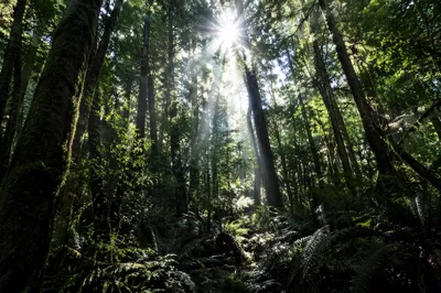 Sunlit Evergreen Forest Canopy Rays