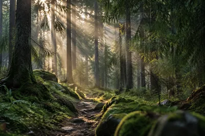 Golden Sunbeams Through Evergreen Forest Canopy
