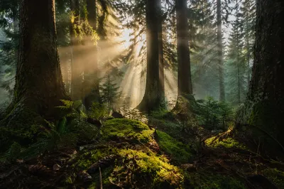 Golden Sunbeams in Evergreen Forest Canopy