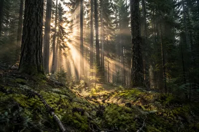 Morning Sunlight Through Evergreen Forest Canopy