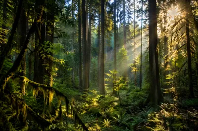 Sunlight Through Peaceful Evergreen Forest Canopy