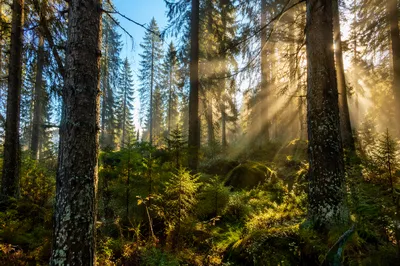 Sunlight Through Evergreen Forest Canopy