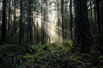 Sunlight Through Quiet Evergreen Forest Canopy