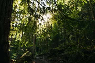 Morning Sunlight Through Evergreen Forest Canopy