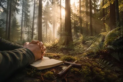 Morning Prayer Beneath Evergreen Canopy