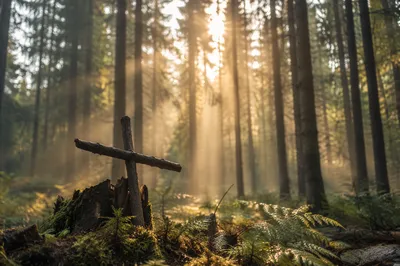 Sunlit Evergreen Forest Cross at Dawn