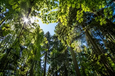 Morning Sunlight Through Evergreen Forest Canopy