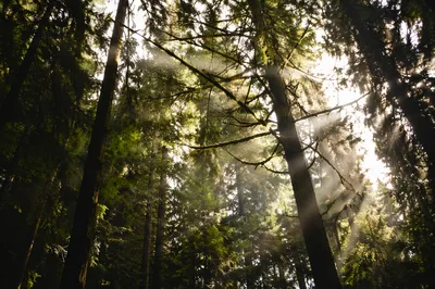 Sunlight Through Evergreen Forest Canopy
