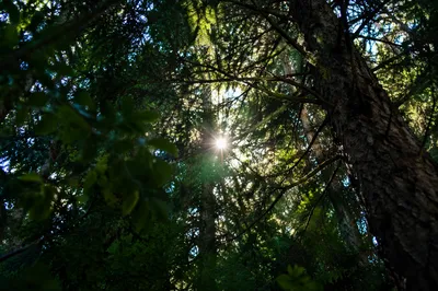Morning Sunburst Through Evergreen Forest Canopy