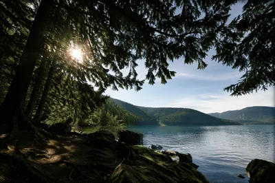 Sunburst Through Evergreen Lakeside Canopy