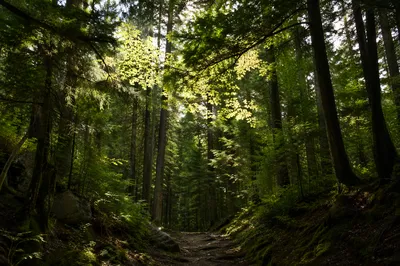 Sunlight Through Evergreen Forest Canopy