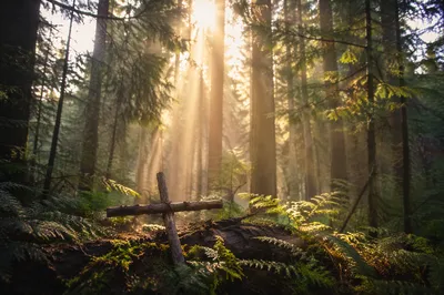 Sunlit Evergreen Forest Cross at Dawn