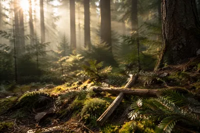 Morning Sunlight Over Forest Twig Cross