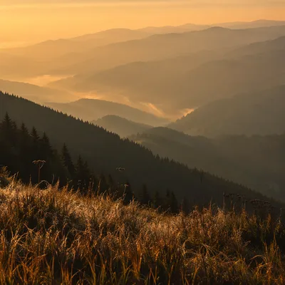 Golden Sunrise Over Evergreen Mountain Ridges