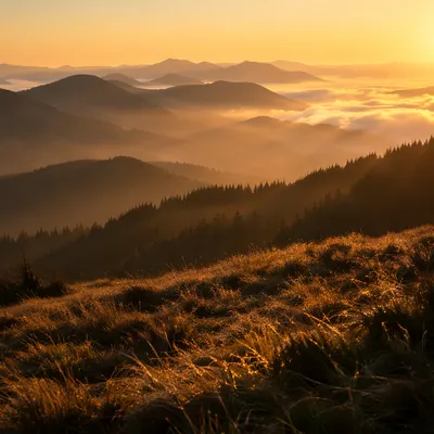 Golden Sunrise Over Evergreen Mountain Range