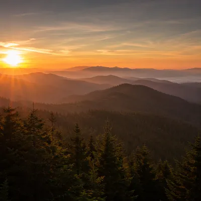 Golden Sunrise Over Evergreen Mountain Range