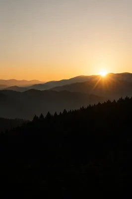 Golden Sunrise Over Evergreen Mountain Range