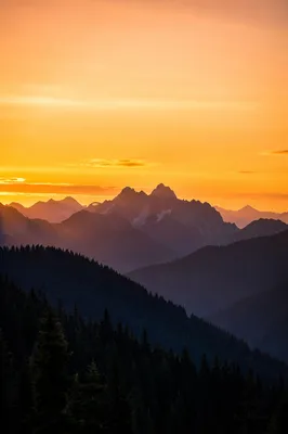 Golden Sunrise Over Evergreen Mountain Range