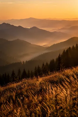 Golden Sunrise Over Evergreen Mountain Ridges