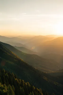 Golden Sunrise Over Evergreen Mountain Ridges