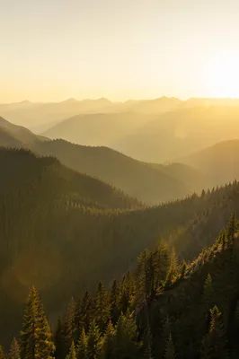 Golden Sunrise Over Evergreen Mountain Ridges