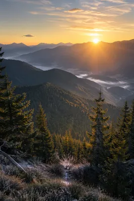 Golden Sunrise Over Evergreen Mountain Range