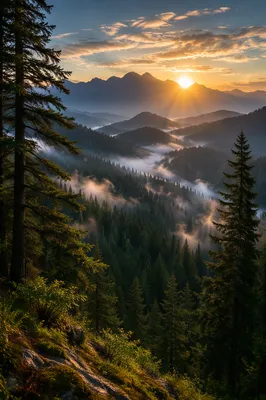 Golden Sunrise Over Evergreen Mountain Range