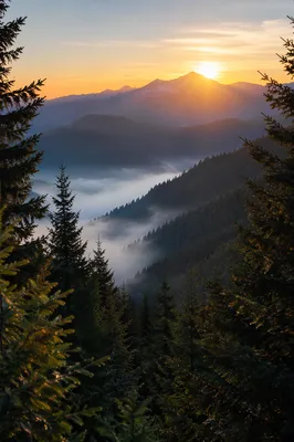 Golden Sunrise Over Evergreen Mountain Ridges