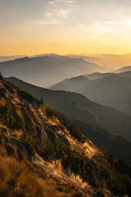 Golden Sunrise Over Evergreen Mountain Range
