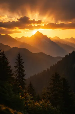 Golden Sunrise Over Evergreen Mountain Range