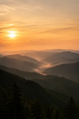 Golden Sunrise Over Evergreen Mountain Range