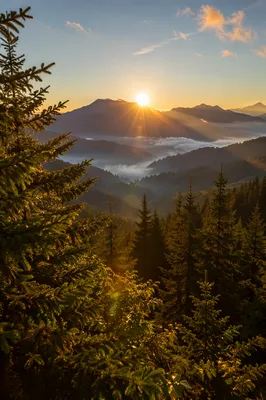Golden Sunrise Over Evergreen Mountain Range