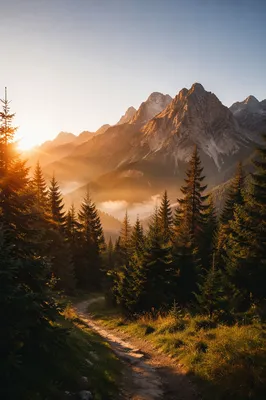 Golden Sunrise Over Evergreen Mountain Path