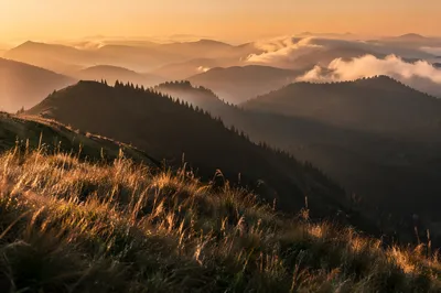 Golden Sunrise Over Evergreen Mountain Range