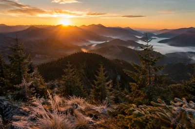 Golden Sunrise Over Evergreen Mountain Range