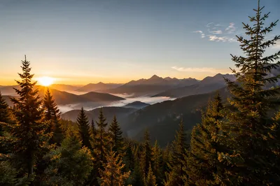 Golden Sunrise Over Evergreen Mountain Range