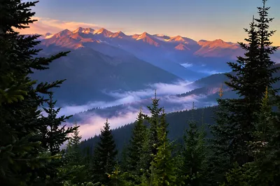 Golden Sunrise Over Evergreen Mountain Ridges