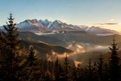 Golden Sunrise Over Evergreen Mountain Range