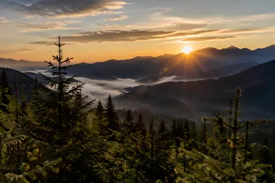 Golden Sunrise Over Evergreen Mountain Range
