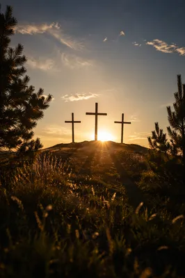 Three Crosses at Sunset Among Evergreens