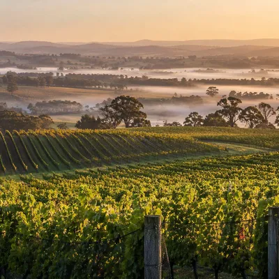Morning Mist Over Evergreen Vineyard Rows