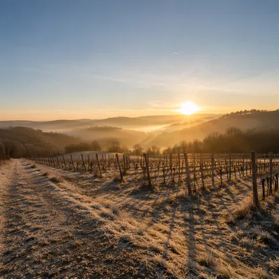 Misty Evergreen Vineyard Rows at Dawn