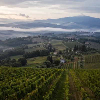 Misty Dawn Vineyard Rows Over Evergreen Valley