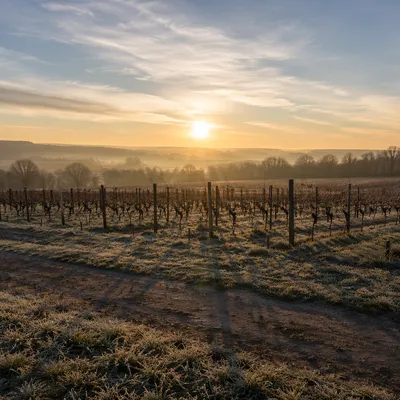 Morning Mist Over Winter Vineyard Rows