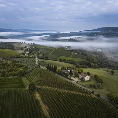 Morning Mist Over Evergreen Vineyard Rows
