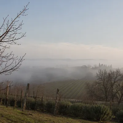 Misty Vineyard Rows at Evergreen Dawn